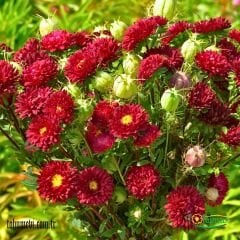 KASIMPATI FİDESİ  - CHRYSANTHEMUM (1 KASA /45 adet fide)