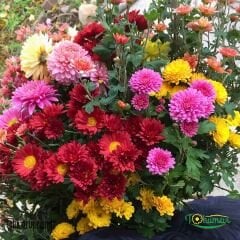 KASIMPATI FİDESİ  - CHRYSANTHEMUM (1 KASA /45 adet fide)