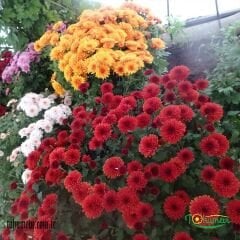 KASIMPATI FİDESİ  - CHRYSANTHEMUM (1 KASA /45 adet fide)