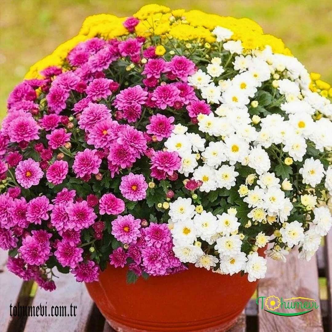 KASIMPATI FİDESİ  - CHRYSANTHEMUM (1 KASA /45 adet fide)