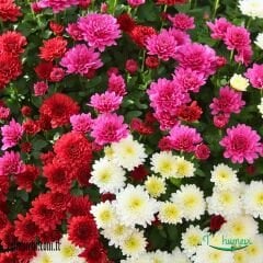 KASIMPATI FİDESİ  - LEUCANTHEMUM SUPERBUM