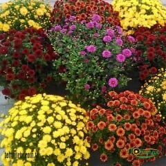 KASIMPATI FİDESİ  - CHRYSANTHEMUM (1 KASA /45 adet fide)