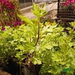 KASIMPATI FİDESİ  - CHRYSANTHEMUM (1 KASA /45 adet fide)