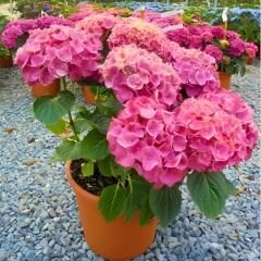 Ortanca Çiçeği Pembe - Hydrangea Mocnophylla