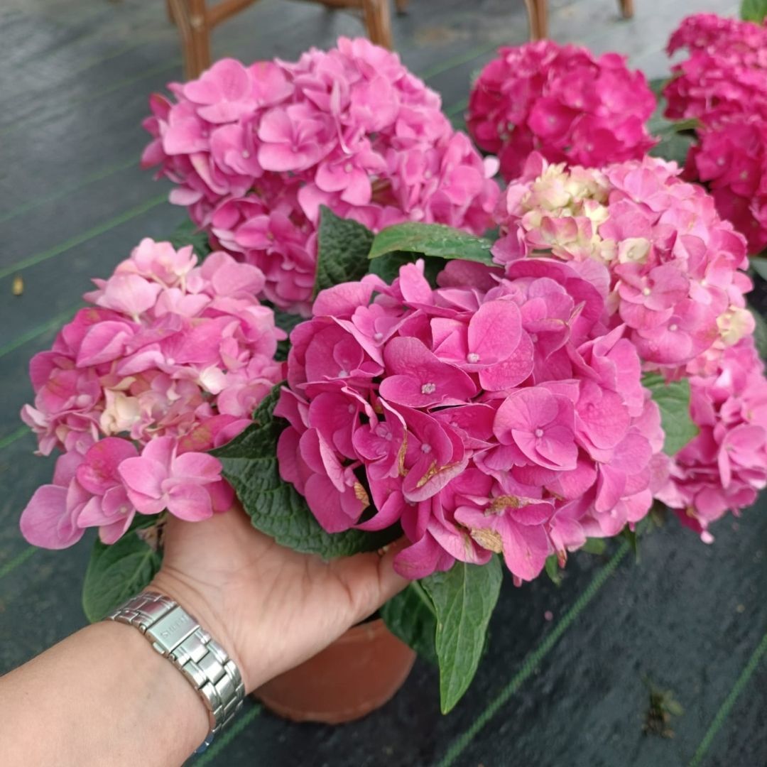 Ortanca Çiçeği Pembe - Hydrangea Mocnophylla