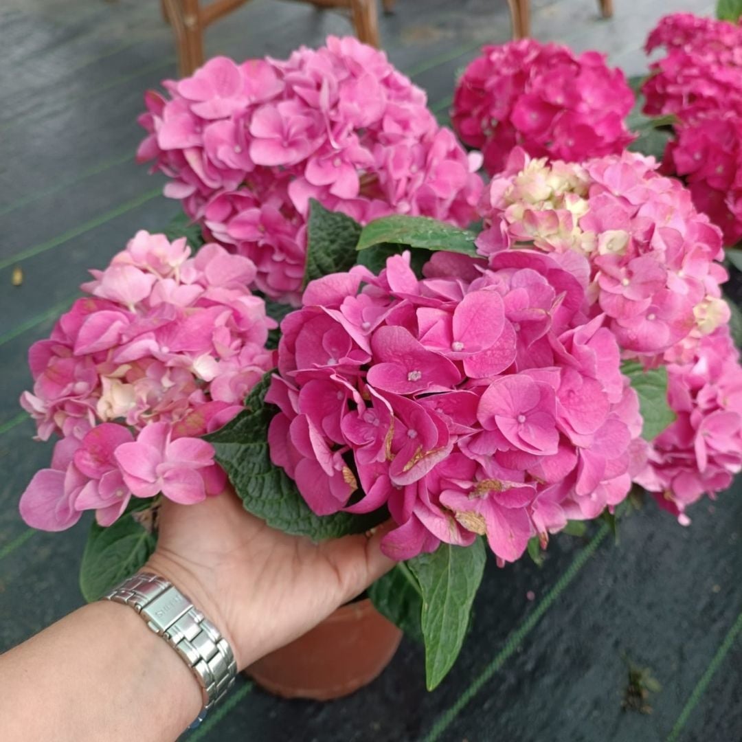 Ortanca Çiçeği Pembe - Hydrangea Mocnophylla