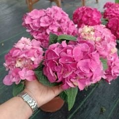 Ortanca Çiçeği Pembe - Hydrangea Mocnophylla