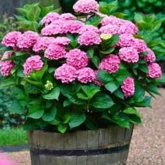 Ortanca Çiçeği Pembe - Hydrangea Mocnophylla