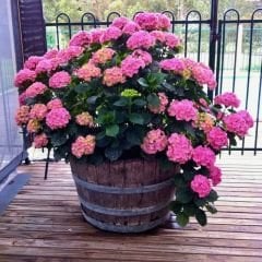 Ortanca Çiçeği Pembe - Hydrangea Mocnophylla