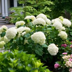 Ortanca Çiçeği Beyaz- Hydrangea Mocnophylla