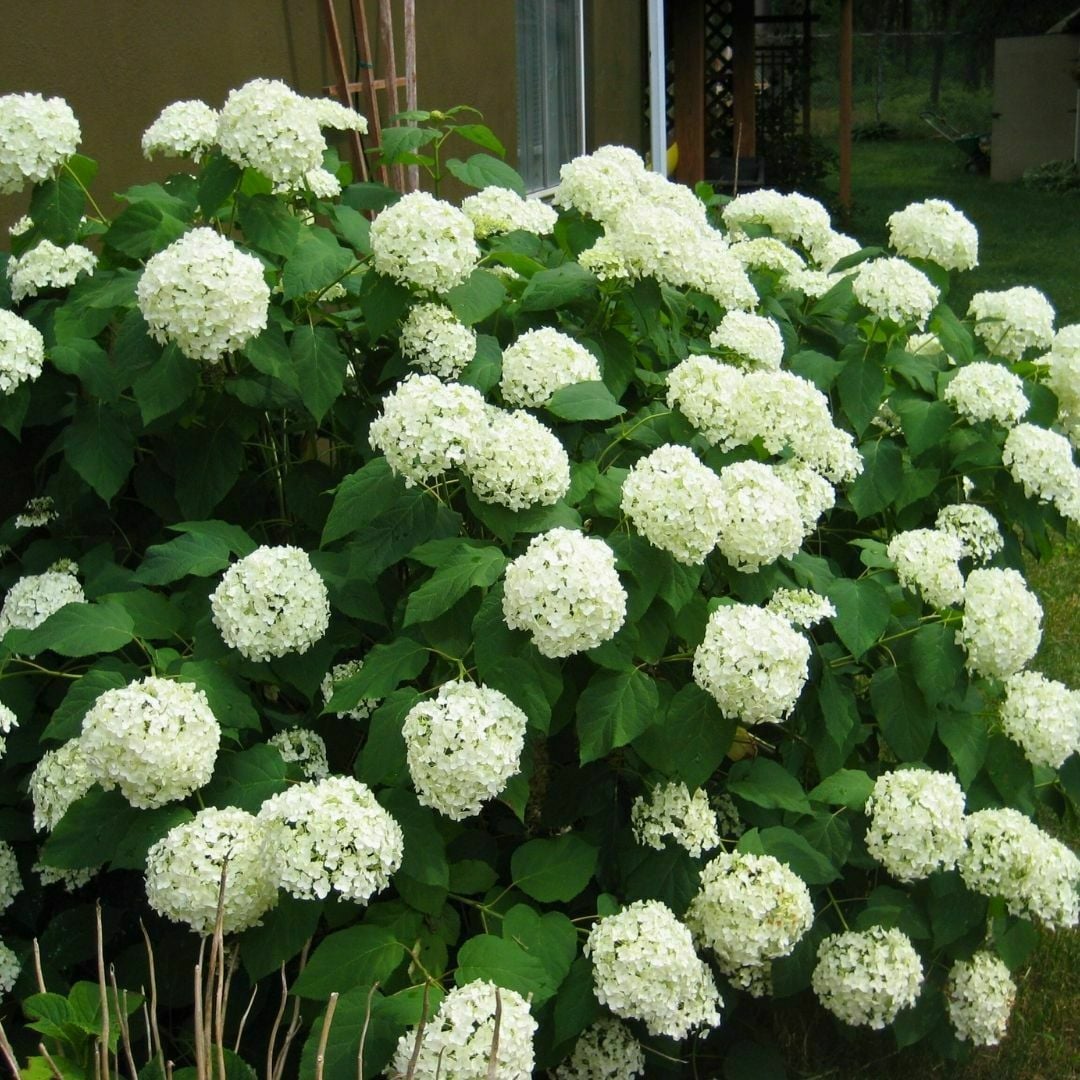 Ortanca Çiçeği Beyaz- Hydrangea Mocnophylla