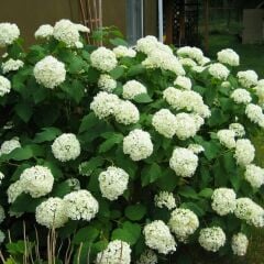 Ortanca Çiçeği Beyaz- Hydrangea Mocnophylla