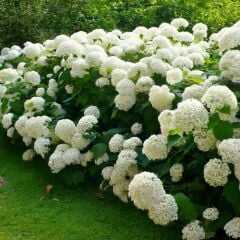 Ortanca Çiçeği Fidanı Beyaz- Hydrangea Mocnophylla