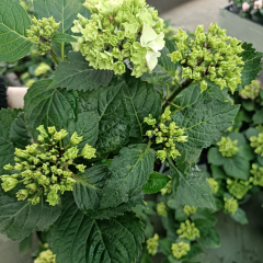Ortanca Çiçeği Beyaz- Hydrangea Mocnophylla