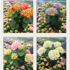 Ortanca Çiçeği Beyaz- Hydrangea Mocnophylla