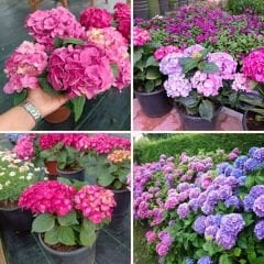 Ortanca Çiçeği Mor- Hydrangea Mocnophylla
