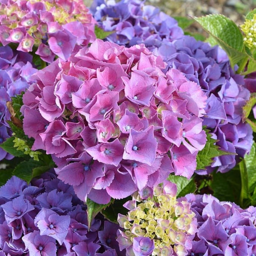 Ortanca Çiçeği Mor- Hydrangea Mocnophylla