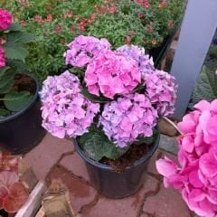 Ortanca Çiçeği Mor- Hydrangea Mocnophylla