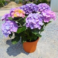 Ortanca Çiçeği Mor- Hydrangea Mocnophylla