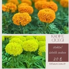 Kadife Çiçeği Fidesi - African Marigold