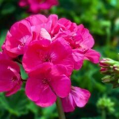 Sardunya Çiçeği Fuşya - Pelargonium potted Colorama Saksılı Q12 Saksı