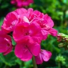 Sardunya Çiçeği Fuşya - Pelargonium potted Colorama Saksılı Q12 Saksı