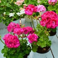 Sardunya Çiçeği Fuşya - Pelargonium potted Colorama Saksılı Q12 Saksı