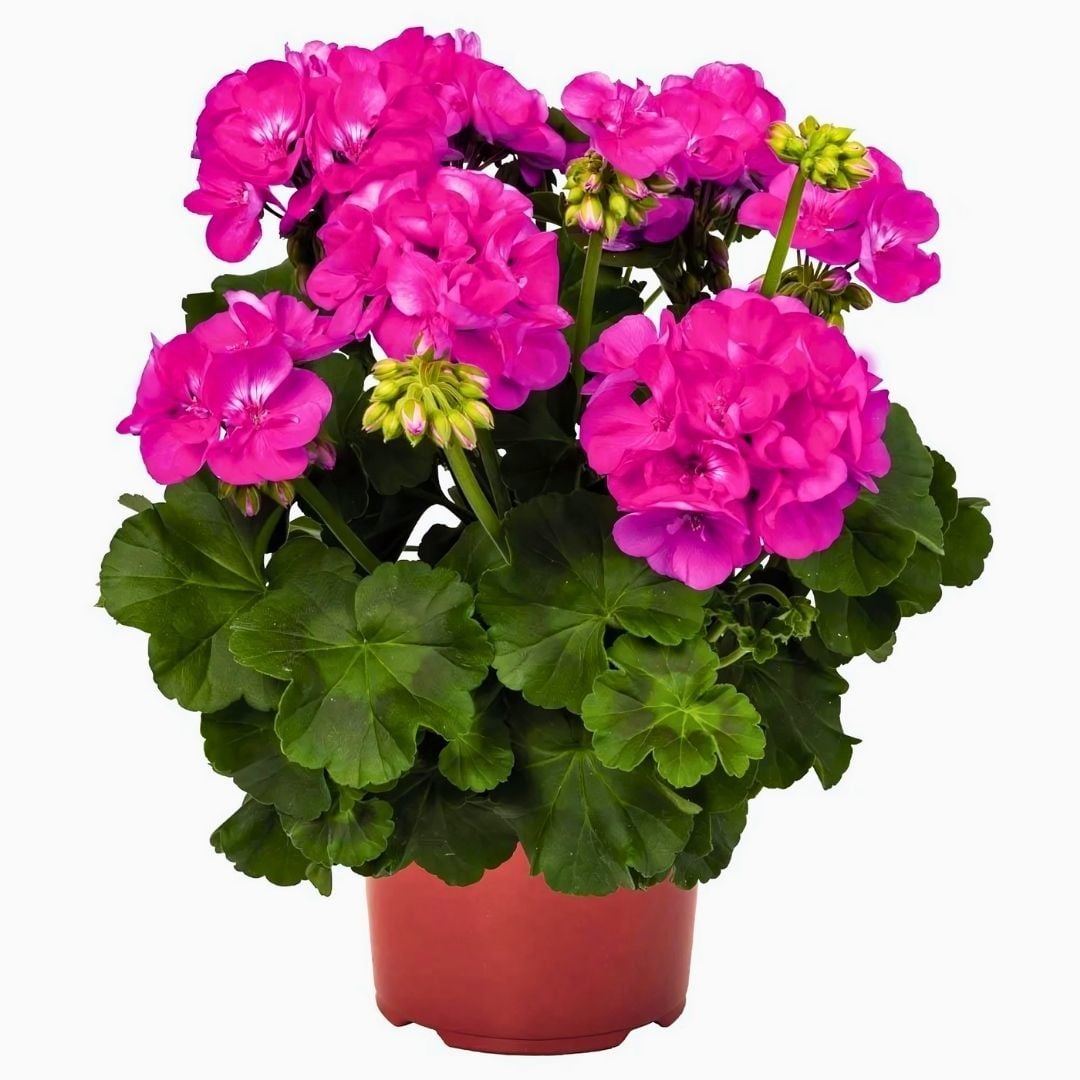 Sardunya Çiçeği Fuşya - Pelargonium potted Colorama Saksılı Q12 Saksı