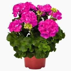 Sardunya Çiçeği Fuşya - Pelargonium potted Colorama Saksılı Q12 Saksı