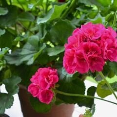 Sardunya Çiçeği Fuşya - Pelargonium potted Colorama Saksılı Q12 Saksı