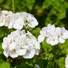 Sardunya Çiçeği Beyaz - Pelargonium potted Colorama Saksılı