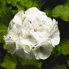 Sardunya Çiçeği Beyaz - Pelargonium potted Colorama Saksılı