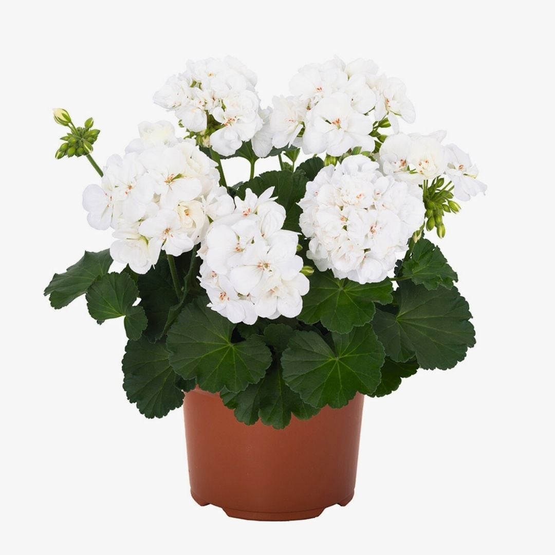 Sardunya Çiçeği Beyaz - Pelargonium potted Colorama Saksılı