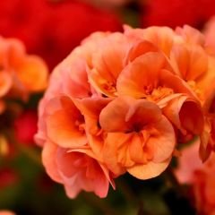 Sardunya Çiçeği Turuncu - Pelargonium potted Colorama Saksılı