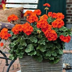 Sardunya Çiçeği Turuncu - Pelargonium potted Colorama Saksılı