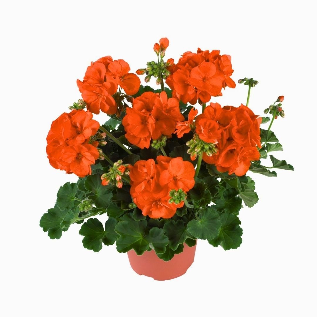 Sardunya Çiçeği Turuncu - Pelargonium potted Colorama Saksılı