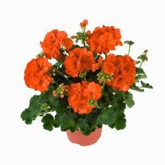 Sardunya Çiçeği Turuncu - Pelargonium potted Colorama Saksılı