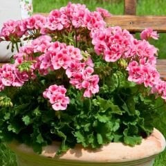 Sardunya Çiçeği Pembe Ebruli - Pelargonium potted Colorama Saksılı