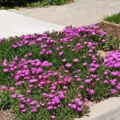 ﻿Acem halısı Fidesi - Drosanthemum floribundum (1 KASA /48 adet fide)