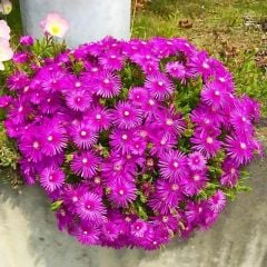 Acem halısı Fidesi - Drosanthemum floribundum (1 KASA /48 adet fide)