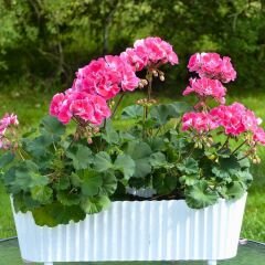 Sardunya Çiçeği Pembe Ebruli - Pelargonium potted Colorama Saksılı