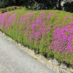 ﻿Acem halısı Fidesi - Drosanthemum floribundum (1 KASA /48 adet fide)