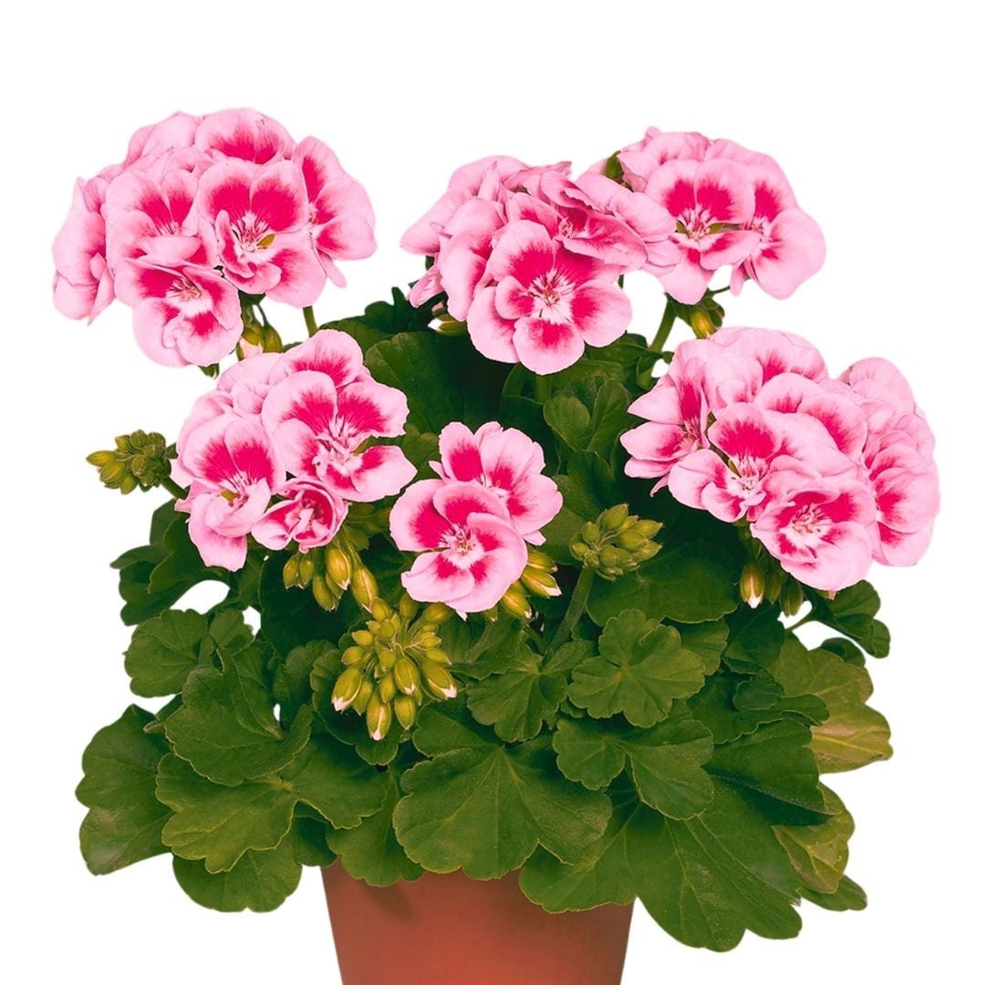 Sardunya Çiçeği Pembe Ebruli - Pelargonium potted Colorama Saksılı