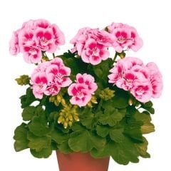Sardunya Çiçeği Pembe Ebruli - Pelargonium potted Colorama Saksılı