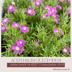 Acem halısı Fidesi - Drosanthemum floribundum (1 KASA /48 adet fide)