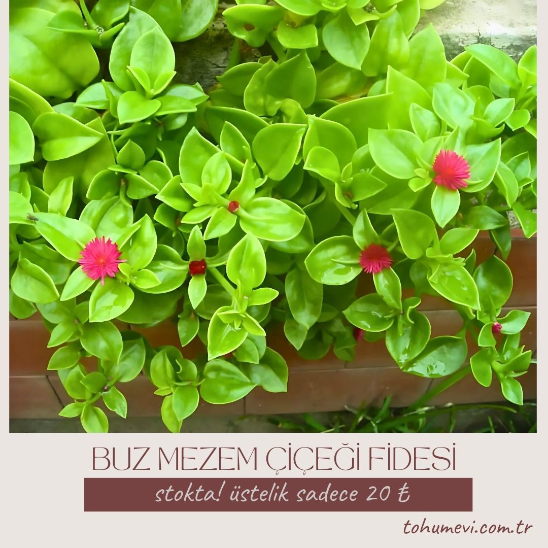 Buz mezem çiçeği Fidesi - Mesembryanthemum cordifolium