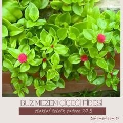 Buz mezem çiçeği Fidesi - Mesembryanthemum