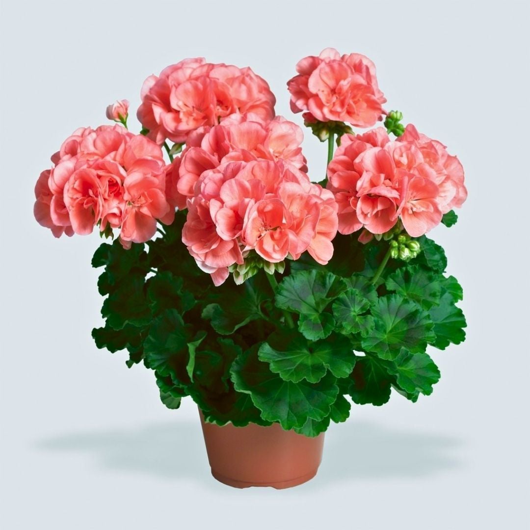 Sardunya Çiçeği Somon Ebruli - Pelargonium potted Colorama Saksılı
