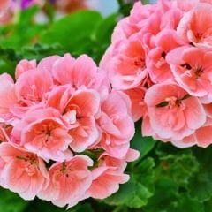 Sardunya Çiçeği Somon Ebruli - Pelargonium potted Colorama Saksılı