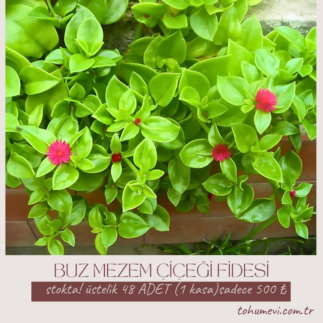 Buz mezem çiçeği Fidesi - Mesembryanthemum cordifolium (1 KASA /48 adet fide)